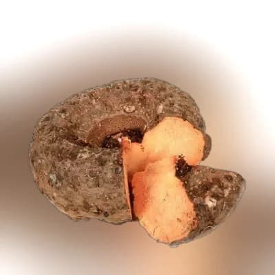 Ol Kochu (Elephant Foot Yam) ± 25 gm