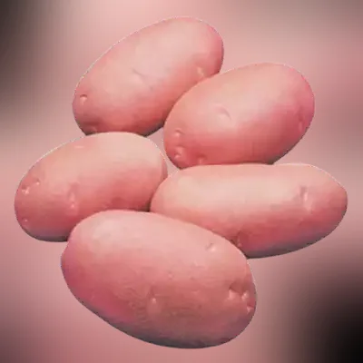 Lal Alu (Red Potato Cardinal) ± 50 gm