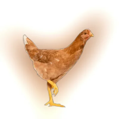 Live Cock Chicken (Processed) ± 25 gm