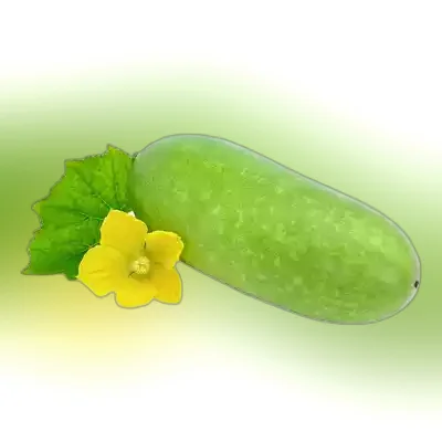 Jali Kumra (Water Pumpkin)