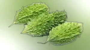 Uchche (Local Bitter Gourd) ± 25 gm