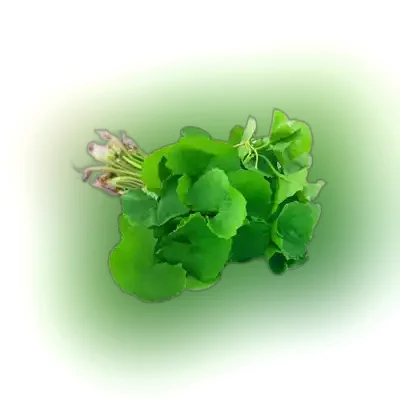 Thankuni Pata (Pennywort Leaves)