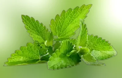 Pudina Pata (Mint Leaves) ± 10 gm
