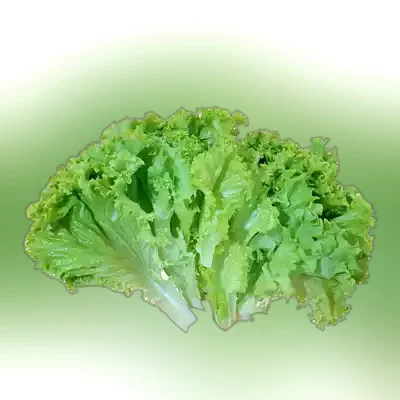 Lettuce Leaves ± 10 gm
