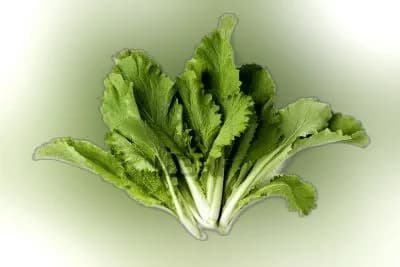 Badhakopi Pata (Chinese Cabbage Leaves) 150 gm+