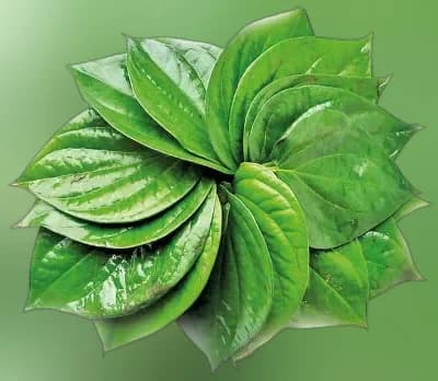 Paan (Betel Leaf)