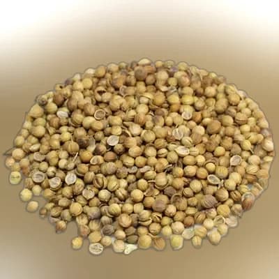 Coriander (Dhonia)