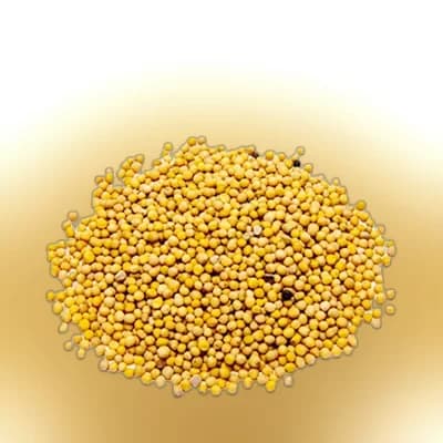 Mustard Seed (Yellow)