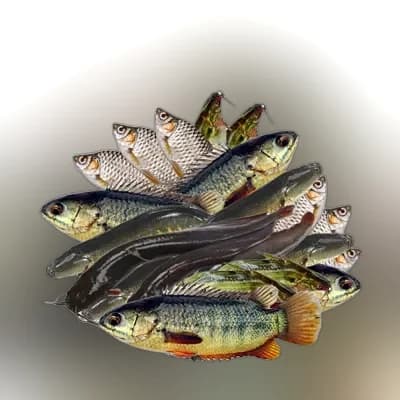 Mix Fish (Deshi) ± 30 gm