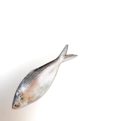 Whole Hilsha Fish (Asto Ilish) ±50 gm