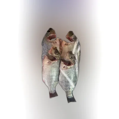 Globe Telapia Fish Processed ± 50 gm