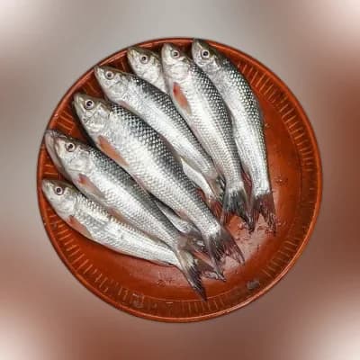 PQS Bata Fish Processed