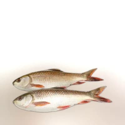 PQS Rohu Fish Processed