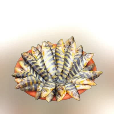 PQS Rani Fish Processed