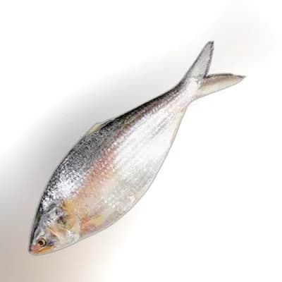 Whole Hilsha Fish (Asto Ilish) ± 50 gm