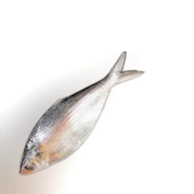 Whole Hilsha Fish (Asto Ilish) ±50 gm