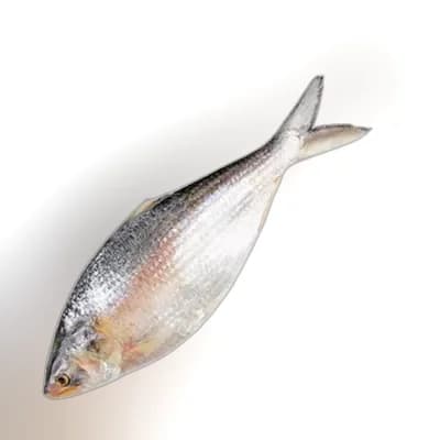 Whole Hilsha Fish (Asto Ilish) ± 50 gm