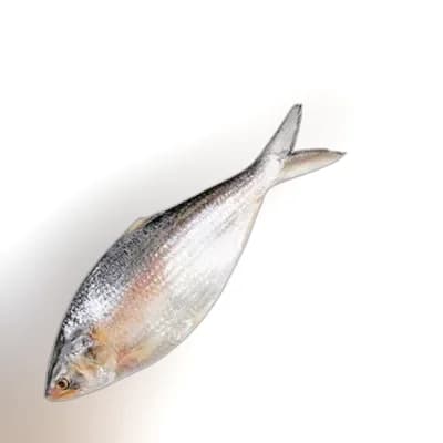 Whole Hilsha Fish (Asto Ilish) ±50 gm