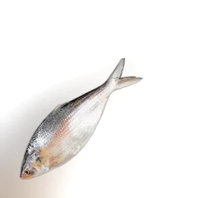 Whole Hilsha Fish (Asto Ilish) ± 50 gm